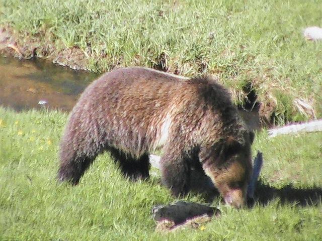 Grizzley bear moving away.jpg - He started moving away - I guess his viewing audience started to bother him.